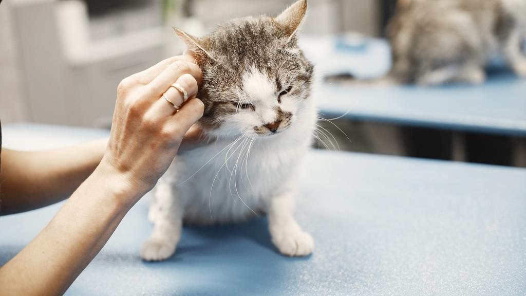 AcutePet Urgent Care