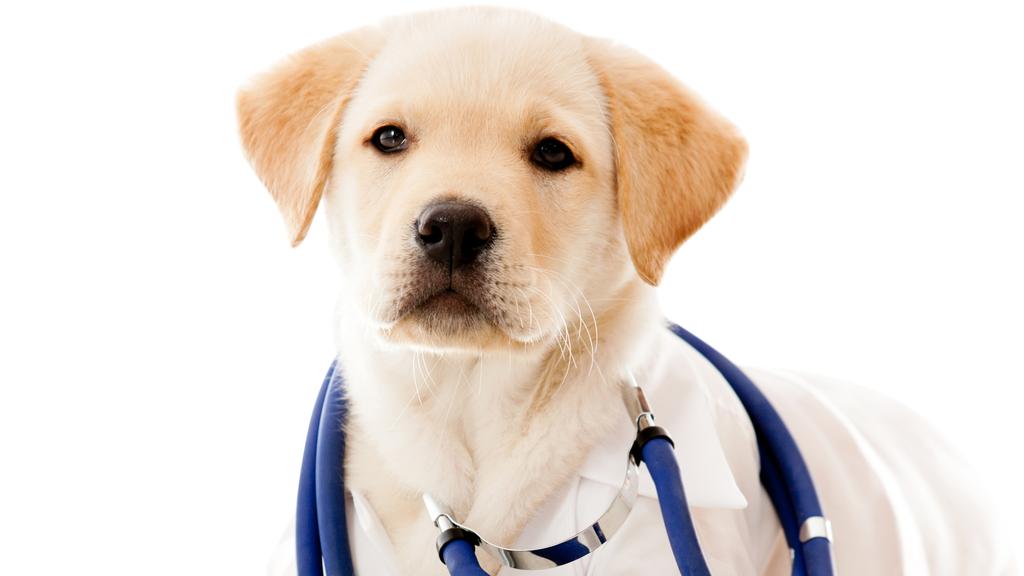 Glencoe Animal Hospital