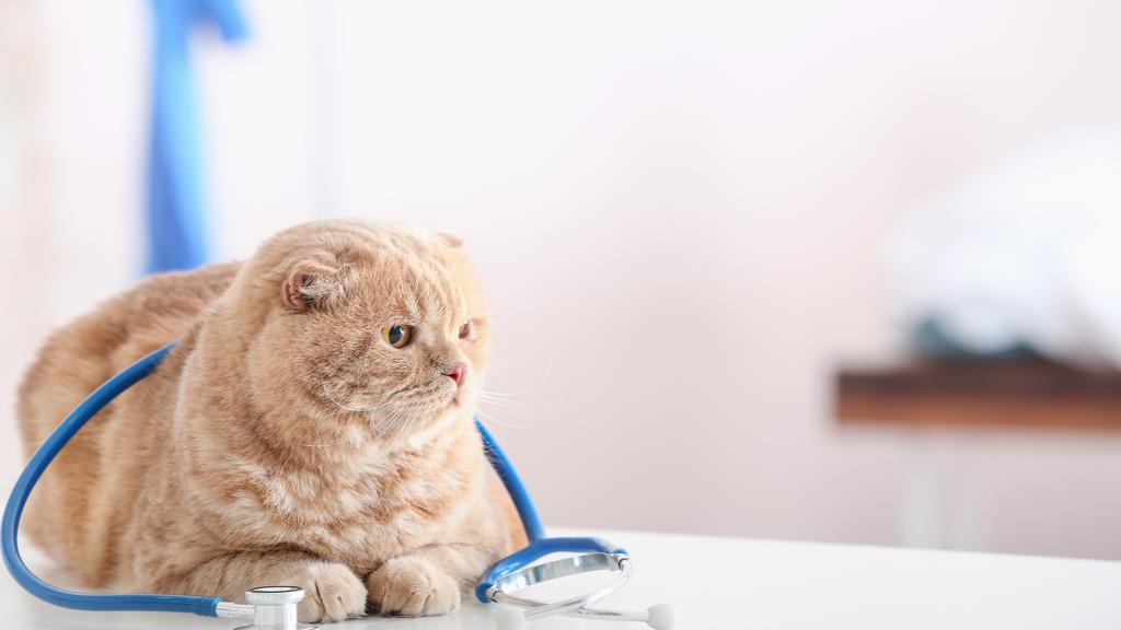 Village Gate Animal Hospital & Pet Resort