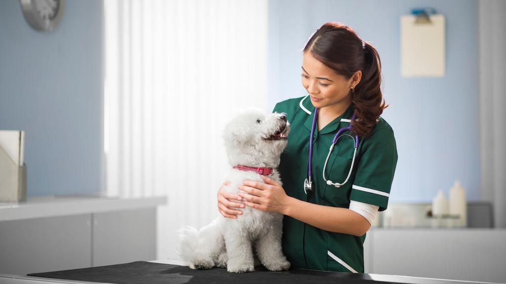 Village Animal Clinic LLC