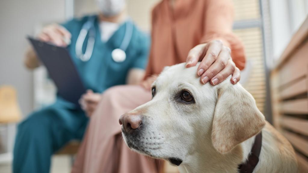 Obetz Animal Hospital: Waidelich, Nicole DVM