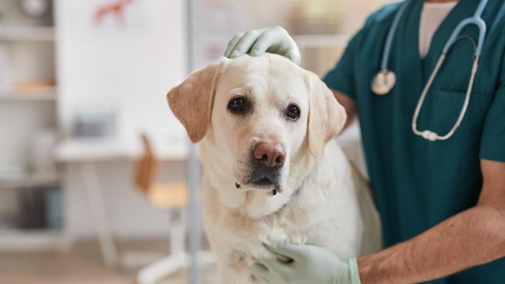 Animal Hospital On Mt Lookout: Rebrovich Kevin DVM