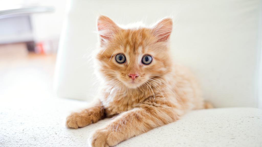 Image for Feline Panleukopenia (Feline Distemper)