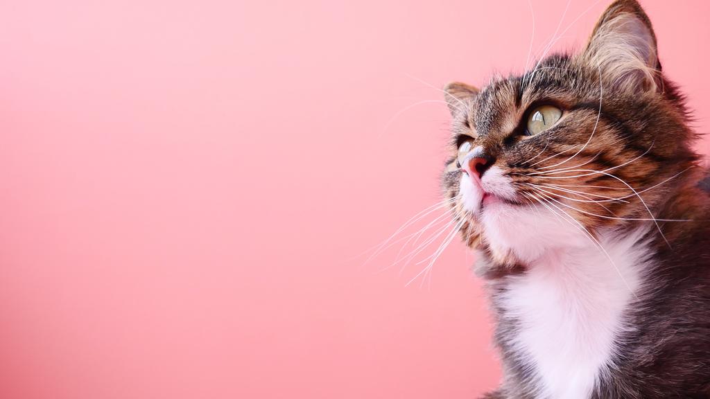 Image for Feline Immunodeficiency Virus (FIV)