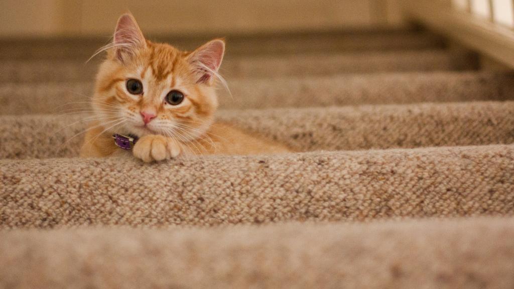 Image for Feline Lower Urinary Tract Disease (FLUTD)