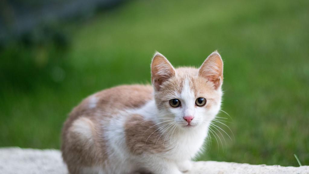 Image for Feline Leukemia Virus (FeLV)