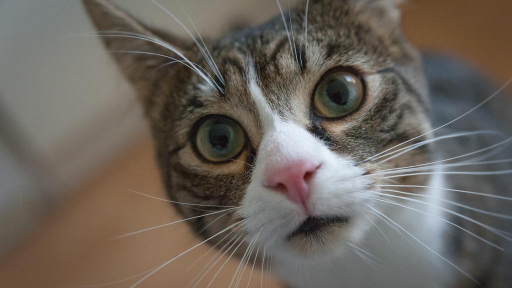 Image for Urethral Obstruction (“Blocked Cat”)