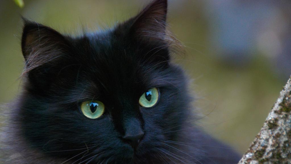 Image for Feline Immunodeficiency Virus (FIV)