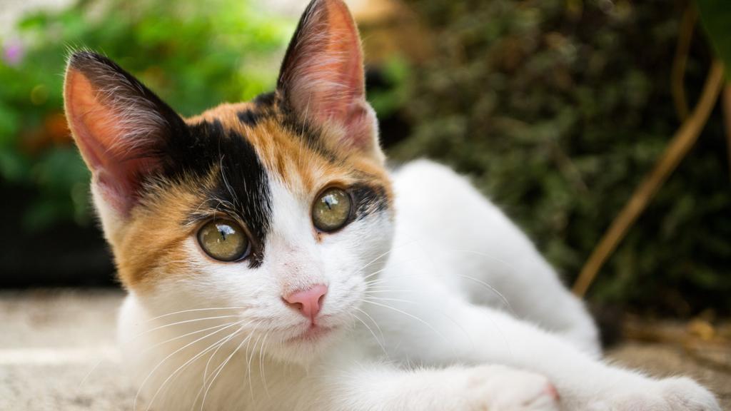 Feline Immunodeficiency Virus (FIV) Infection
