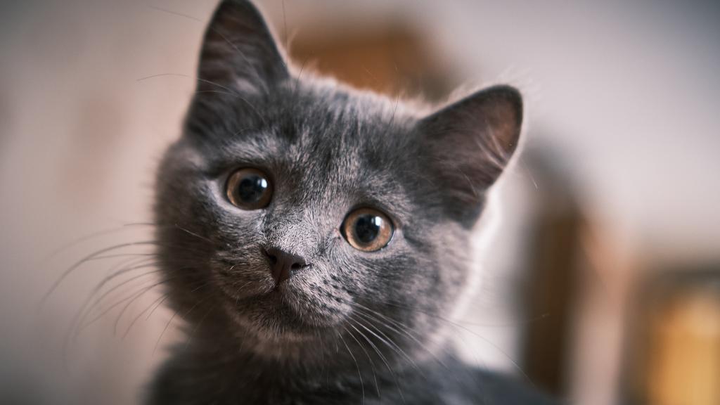 Image for Fleas (Flea Infestation)