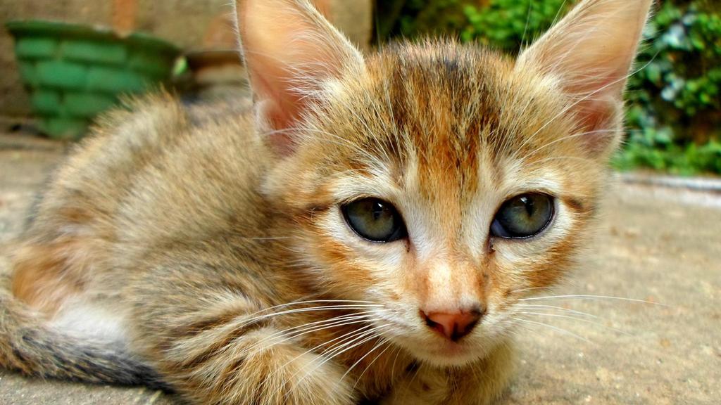 Image for Feline Infectious Peritonitis (FIP)