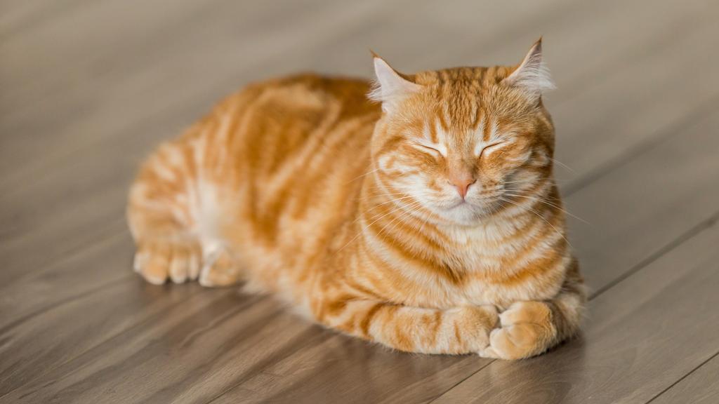 Image for Feline Leukemia Virus (FeLV) Infection