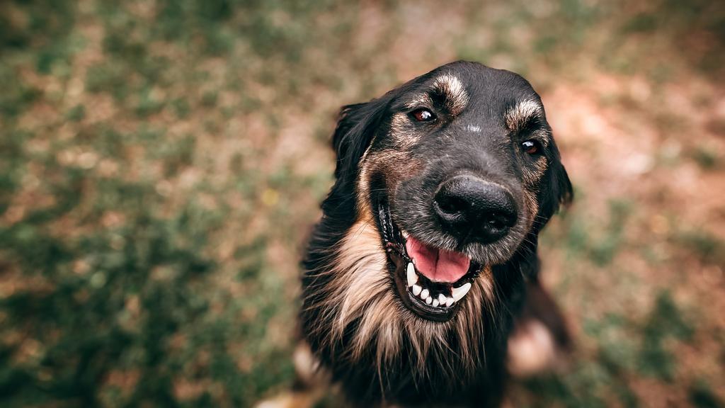 Image for Canine Parvovirus (Parvo)