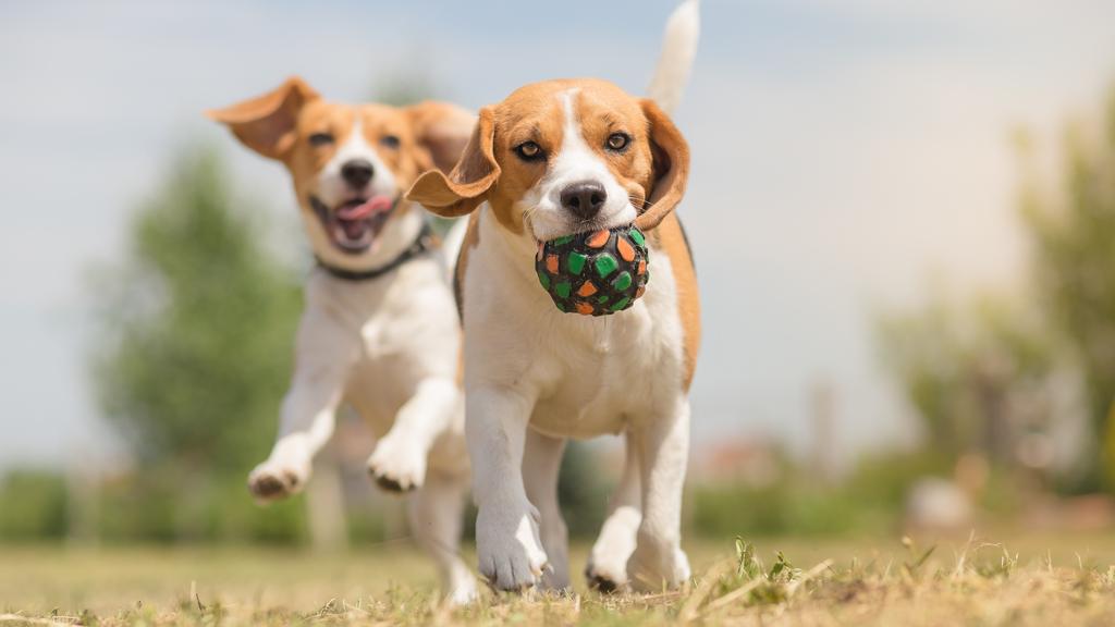 Image for Heartworm Disease