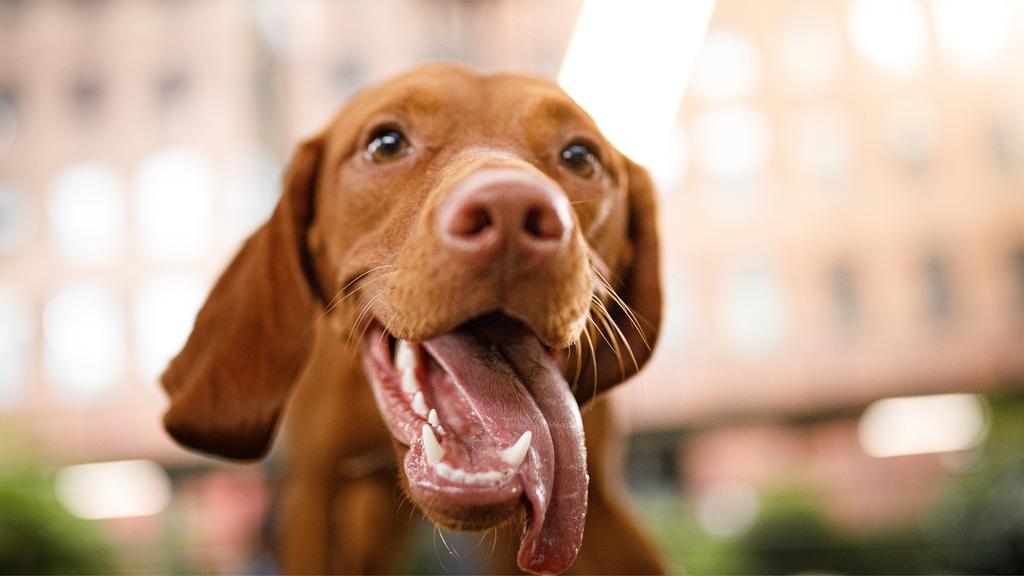 Image for Canine Hip Dysplasia