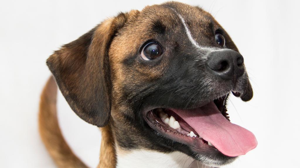 Image for Kennel Cough (Infectious Tracheobronchitis)