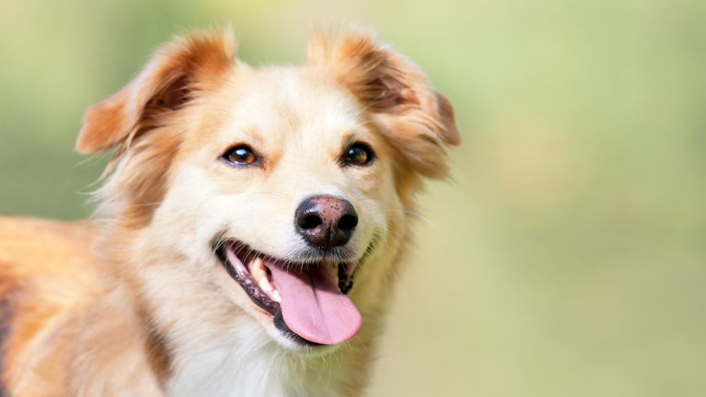 Atopic Dermatitis (Canine Atopy)