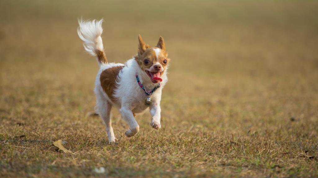 Image for Canine Distemper