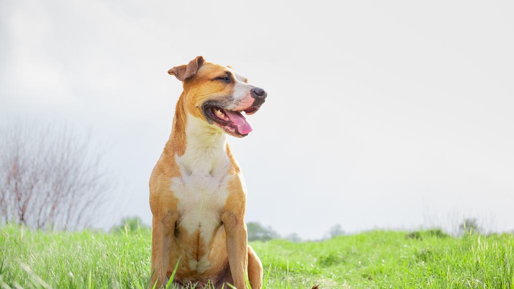 Image for Canine Influenza (Dog Flu)