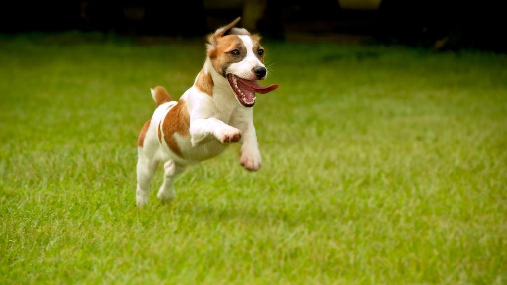 Early Life & Development