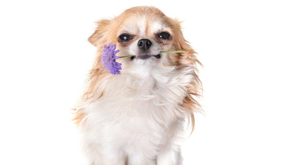 Daily essentials products